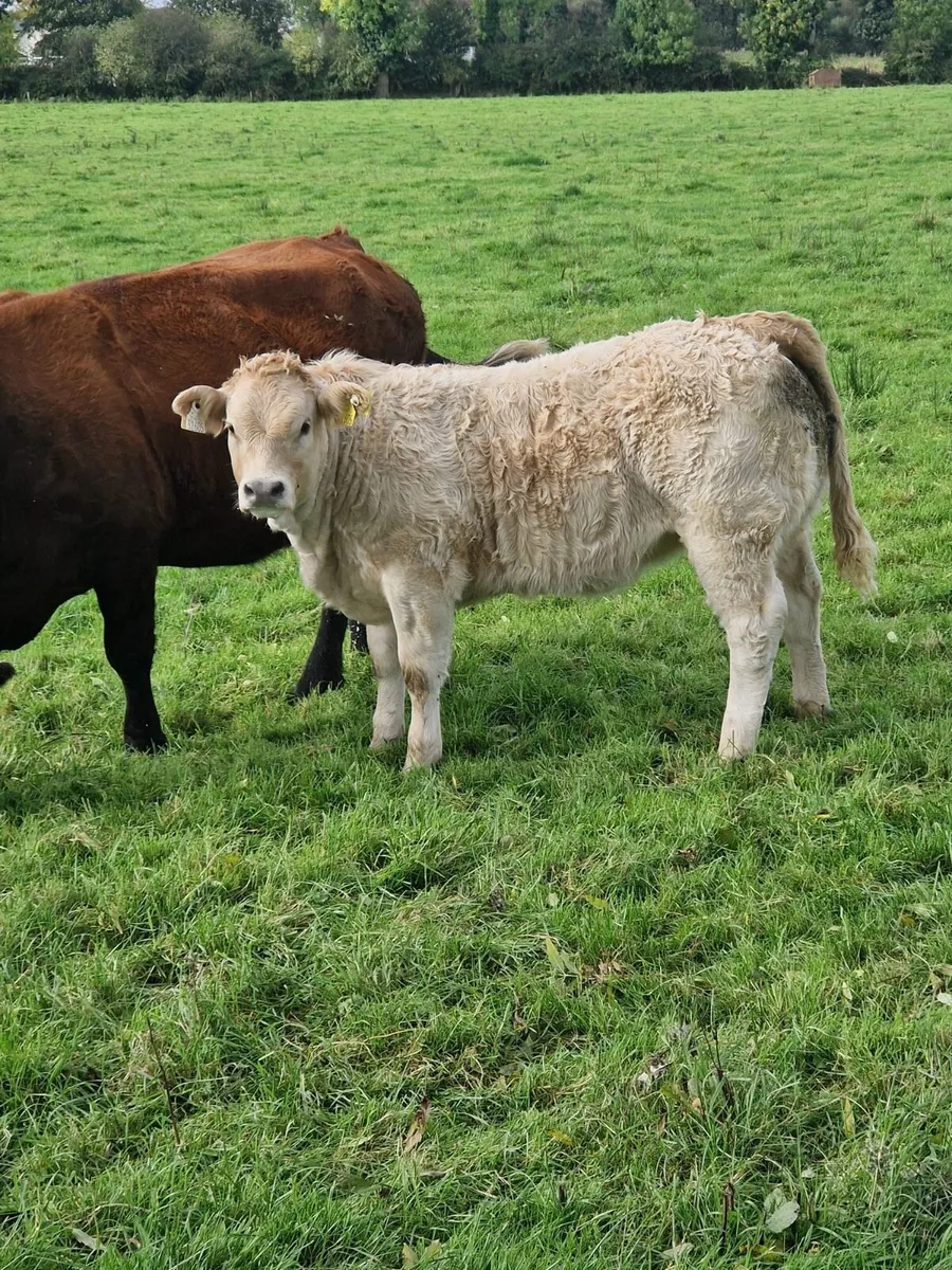 Charolais heifers - Image 2