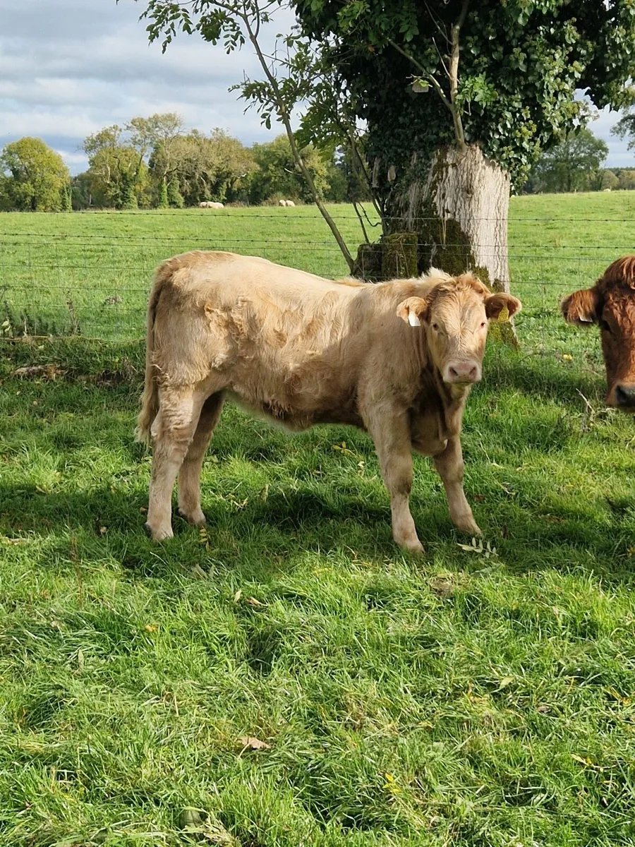 Charolais heifers - Image 3
