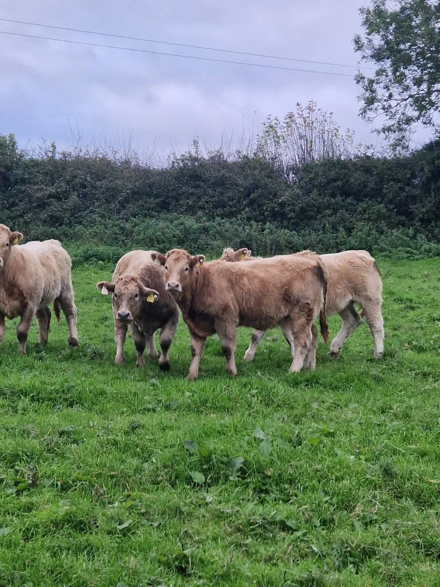 Charolais heifers - Image 4