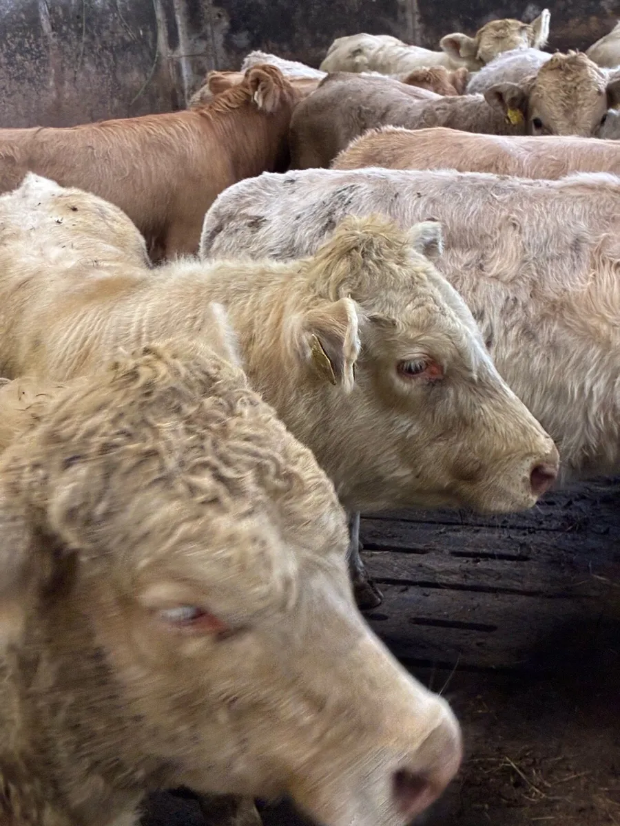 TOP QUALITY CH/LIM BULL WEANLINGS 320/350KG - Image 3