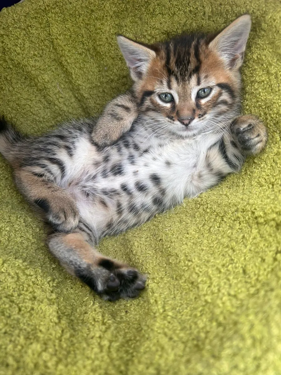 Bengal kittens - Image 1