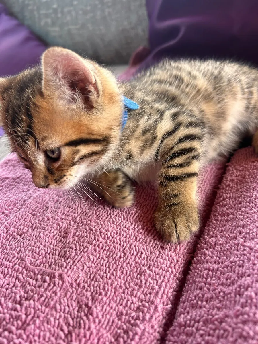 Bengal kittens - Image 2