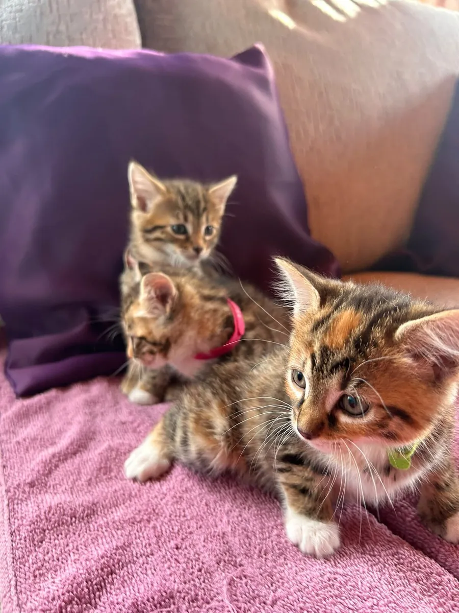 Bengal kittens - Image 3