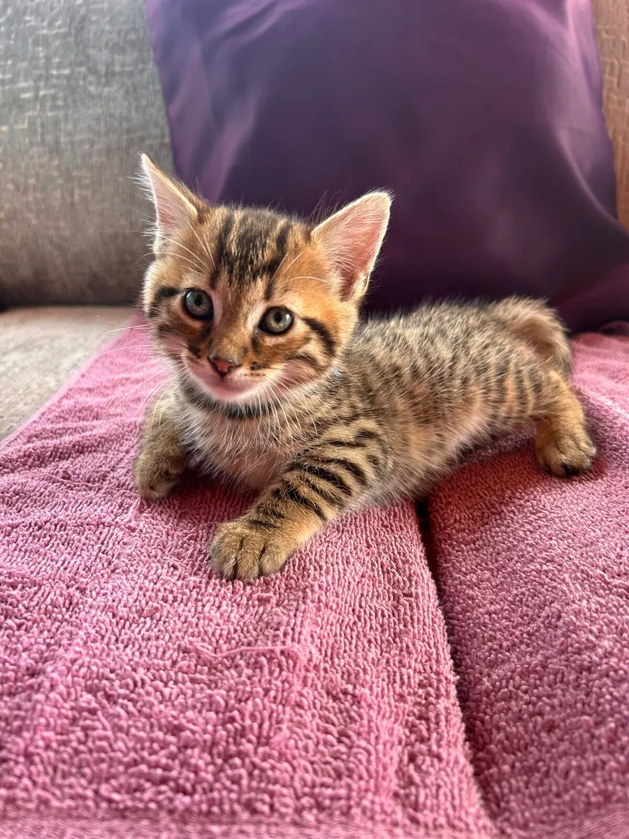 Bengal kittens - Image 4