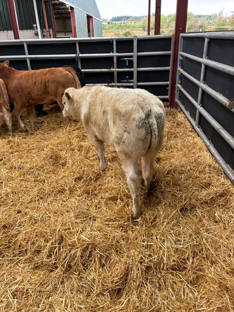 Beef bred bulls - Image 3