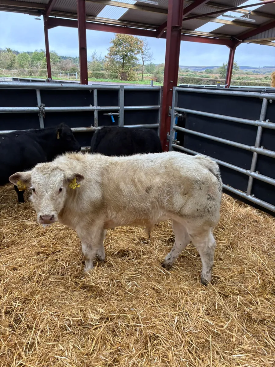Beef bred bulls - Image 4