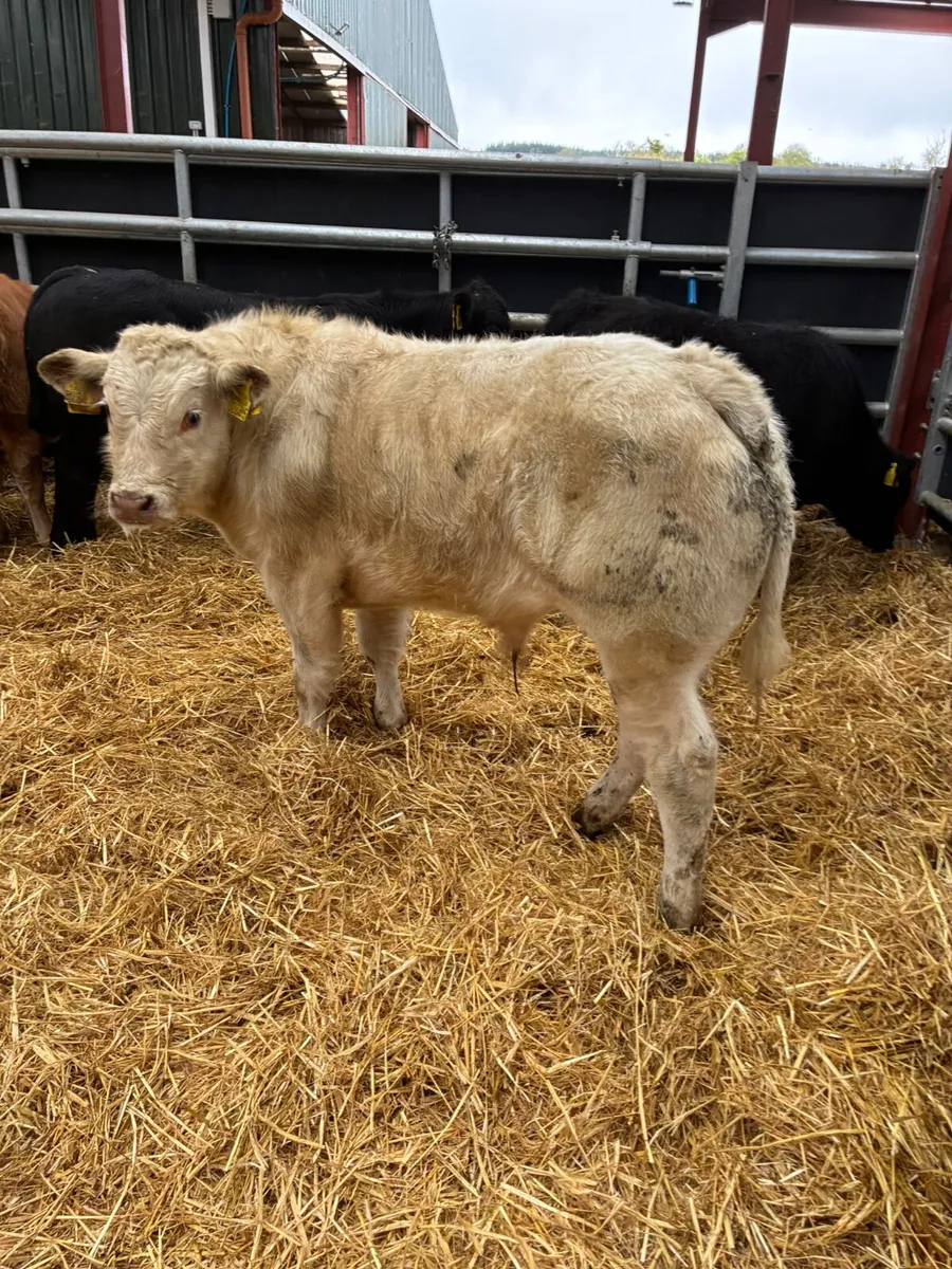 Beef bred bulls - Image 1
