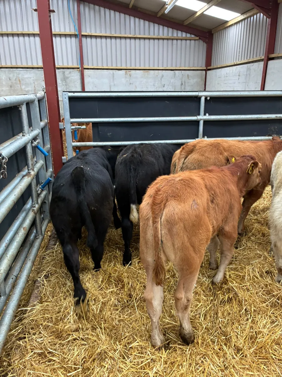 Beef bred bulls - Image 2