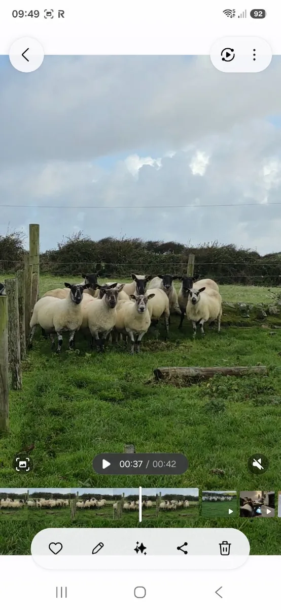 Breeding Ewes - Image 1