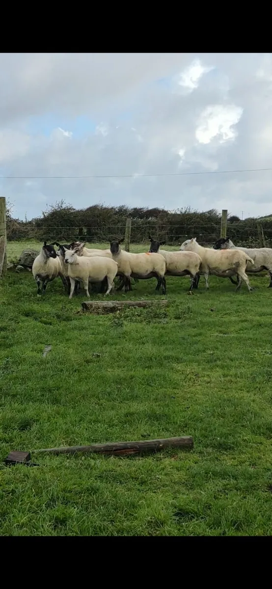 Breeding Ewes - Image 2