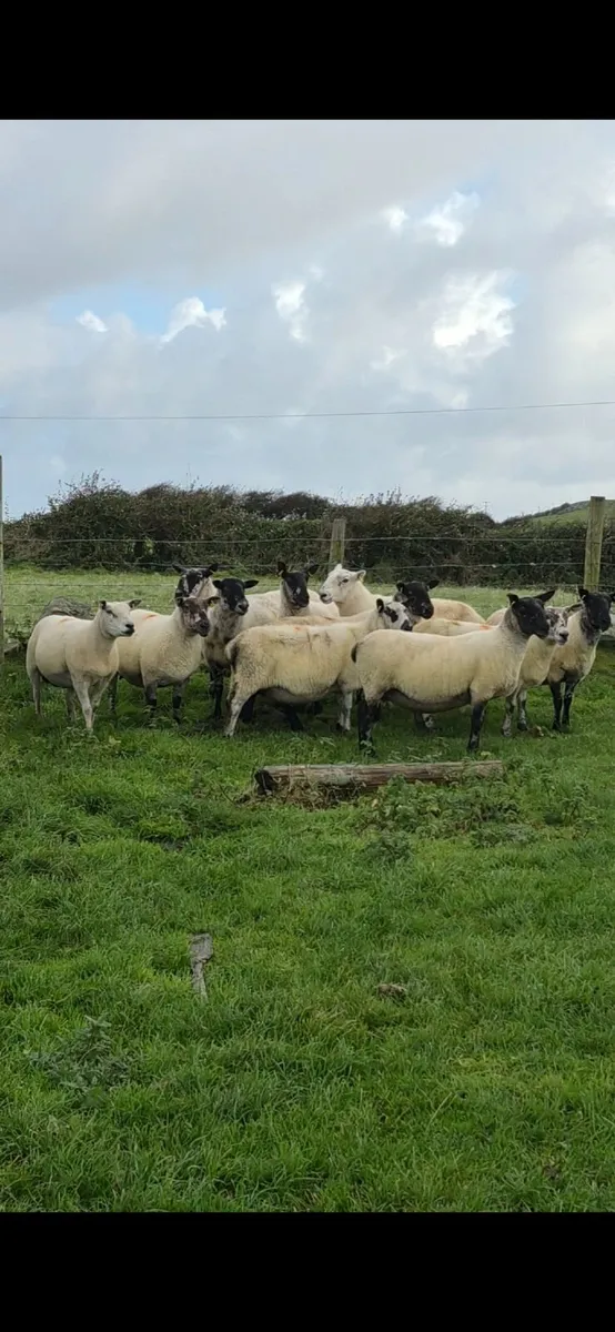 Breeding Ewes - Image 3
