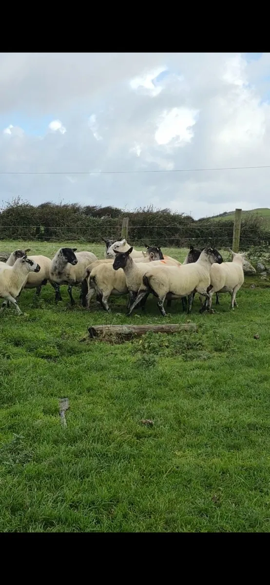 Breeding Ewes - Image 4