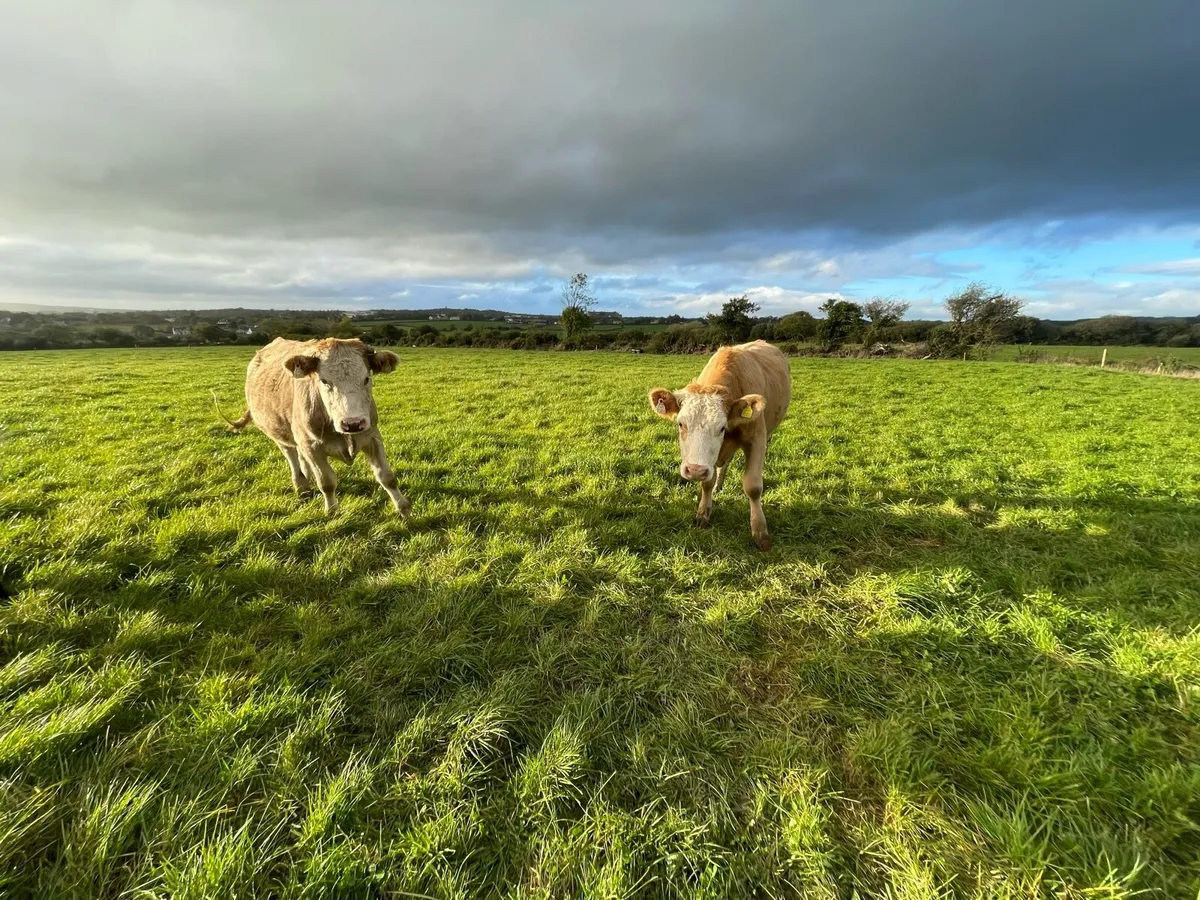 Suckler bred Yearling heifers - Image 1