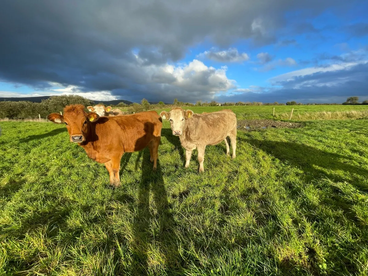 Suckler bred Yearling heifers - Image 3