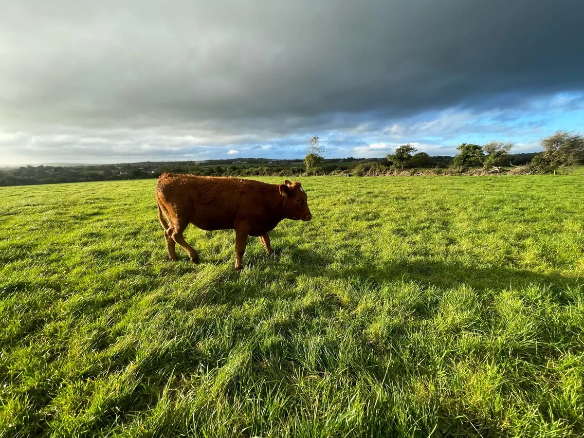 Suckler bred Yearling heifers - Image 4