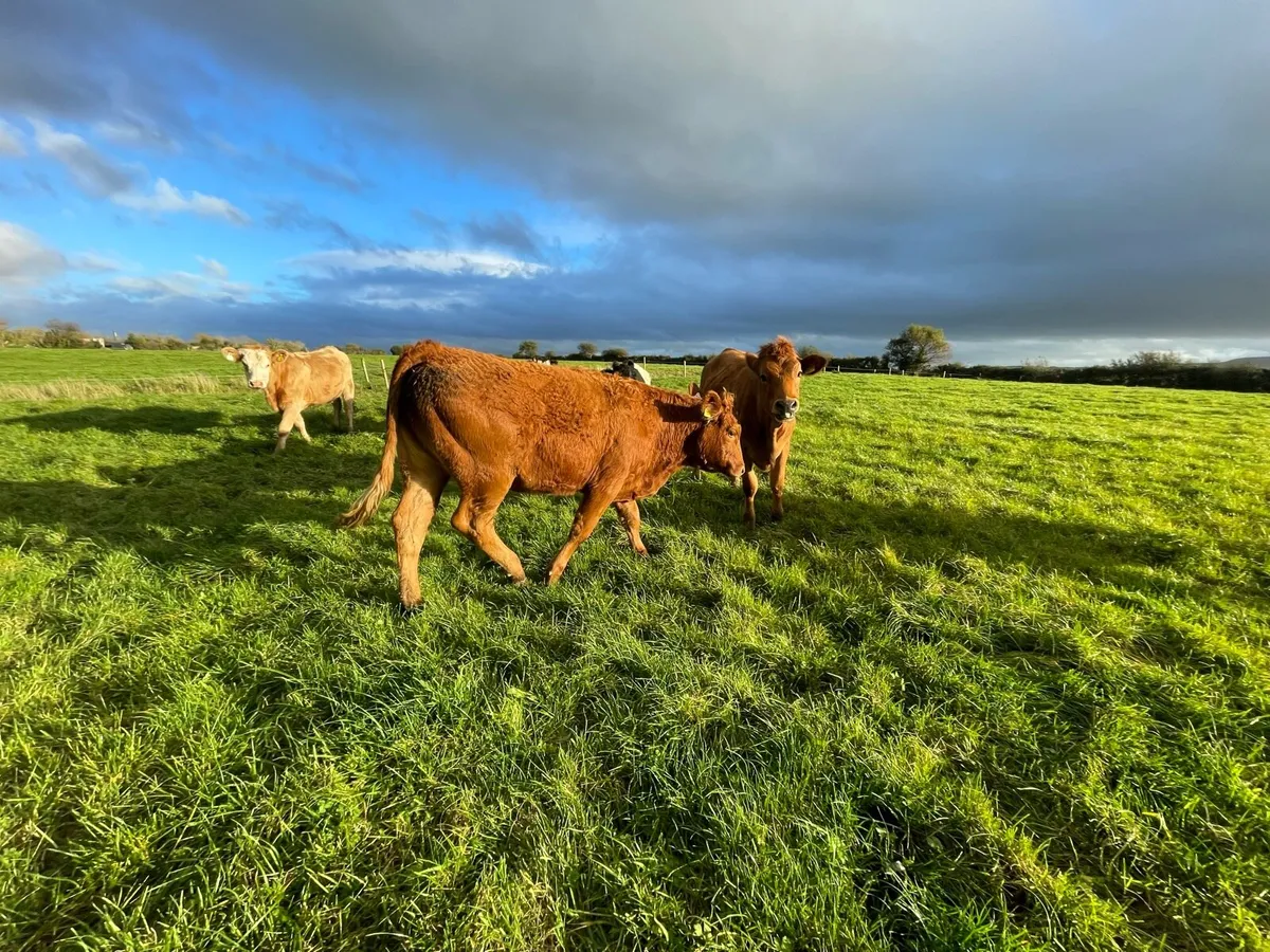 Suckler bred Yearling heifers - Image 2