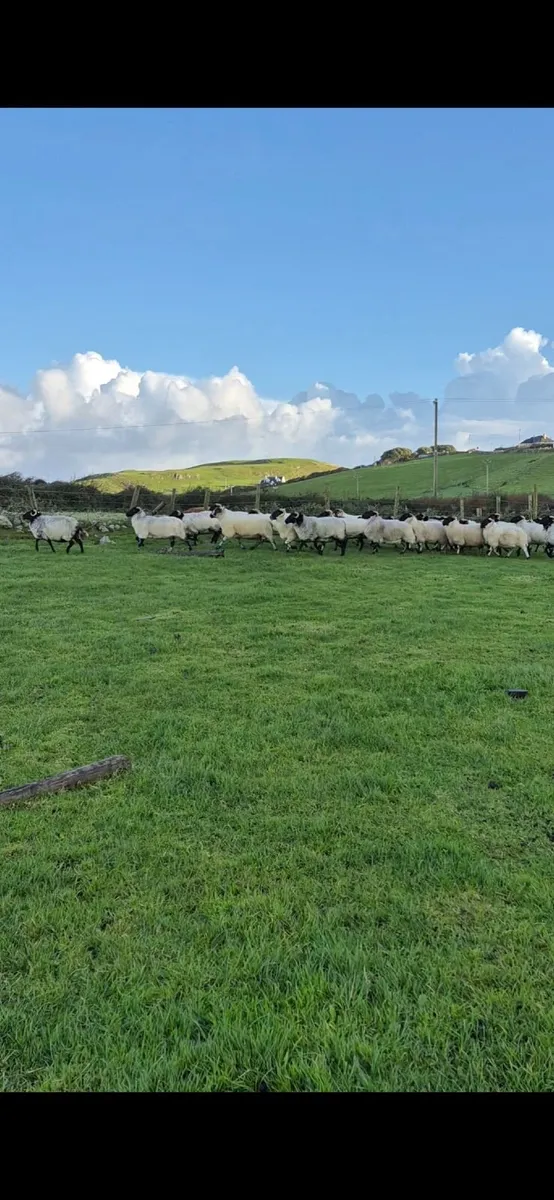 Young Hill Ewes - Image 3