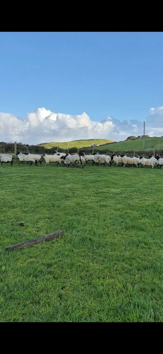 Young Hill Ewes - Image 4