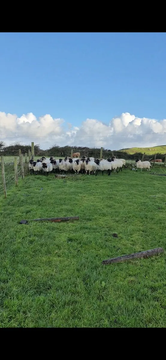 Young Hill Ewes - Image 2