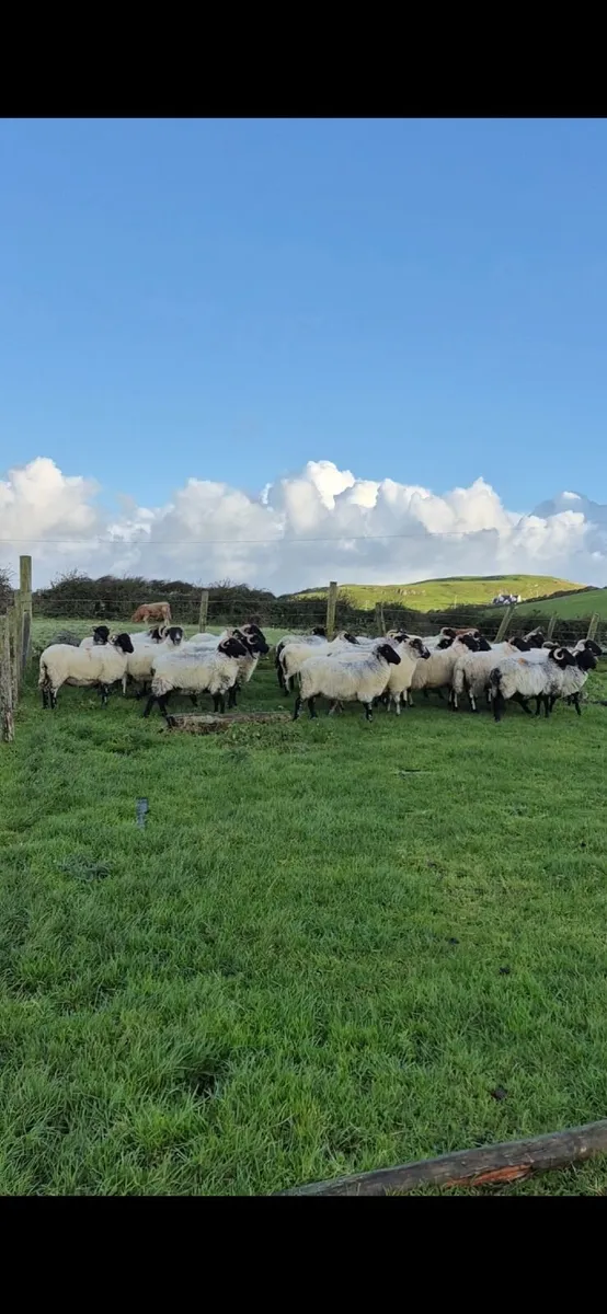 Young Hill Ewes - Image 1