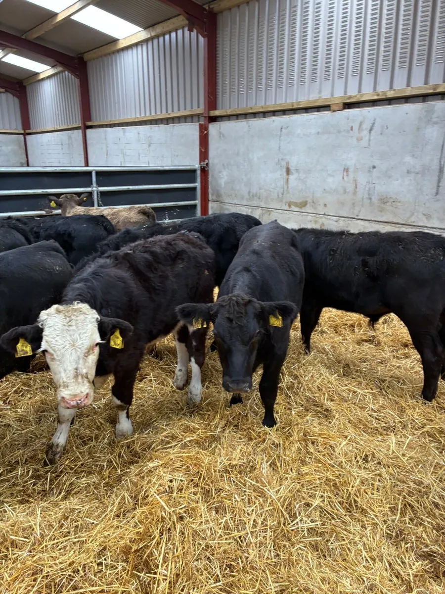 Beef bred bulls - Image 1