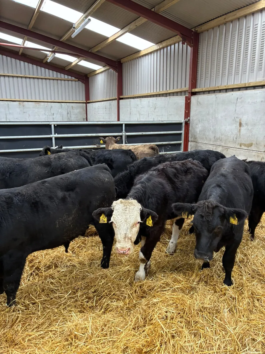 Beef bred bulls - Image 4