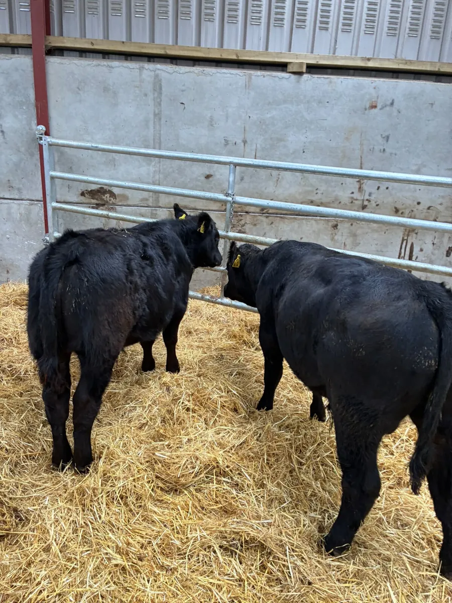 Beef bred bulls - Image 3