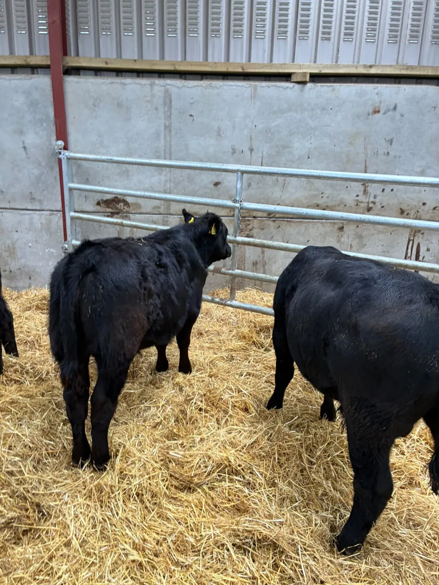 Beef bred bulls - Image 2