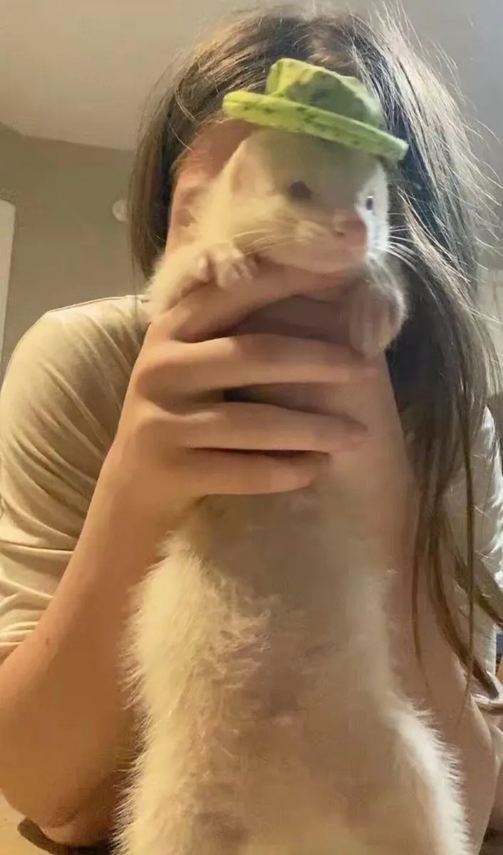 Pair of albino ferrets