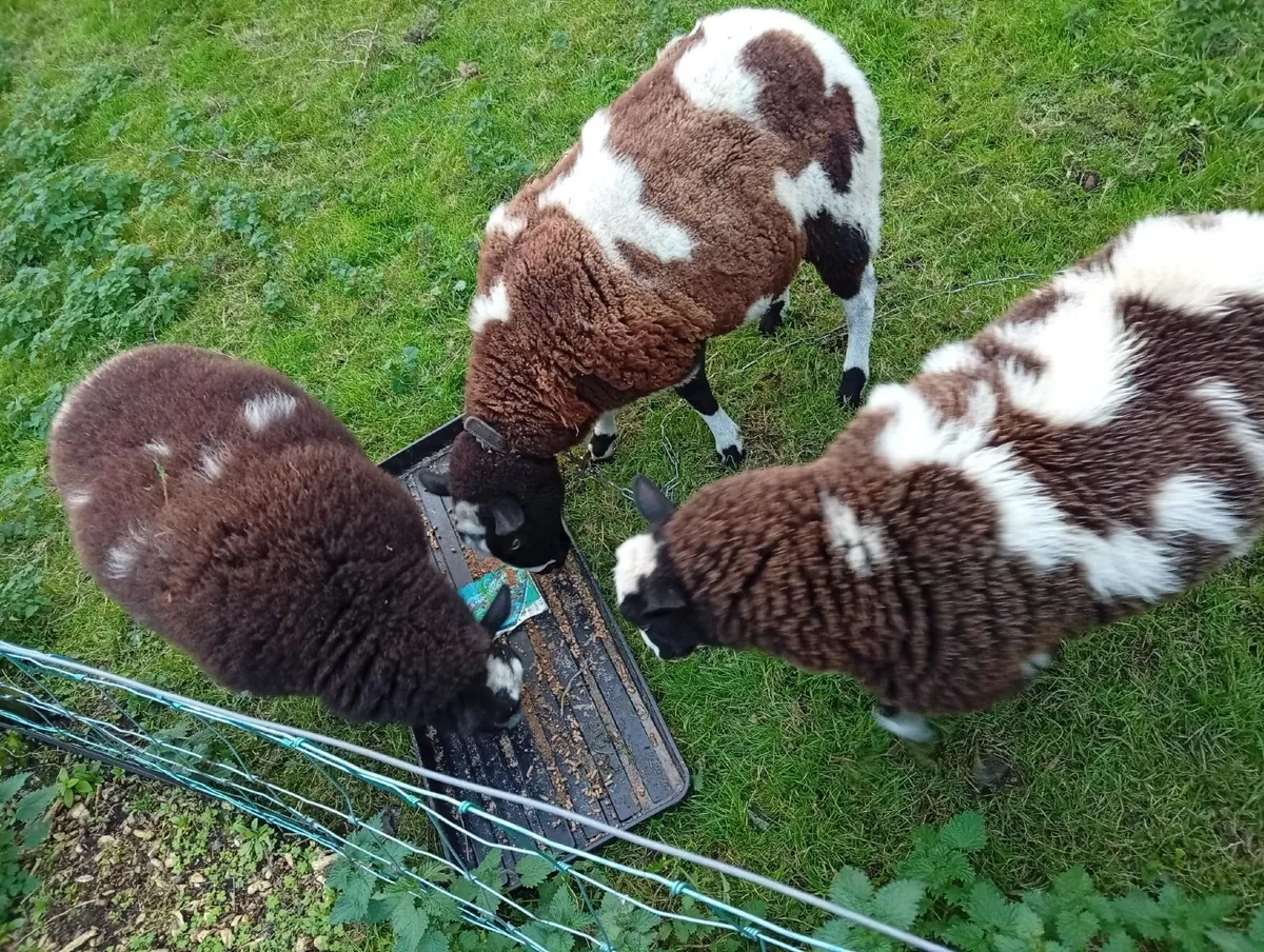 Sheep - Image 1