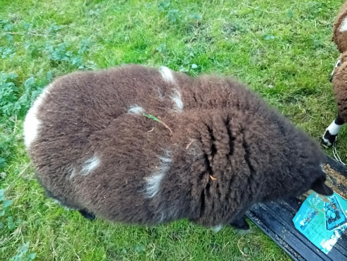 Sheep - Image 4