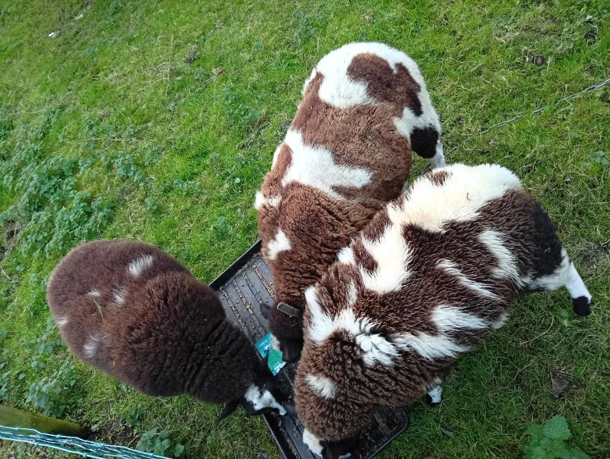 Sheep - Image 2