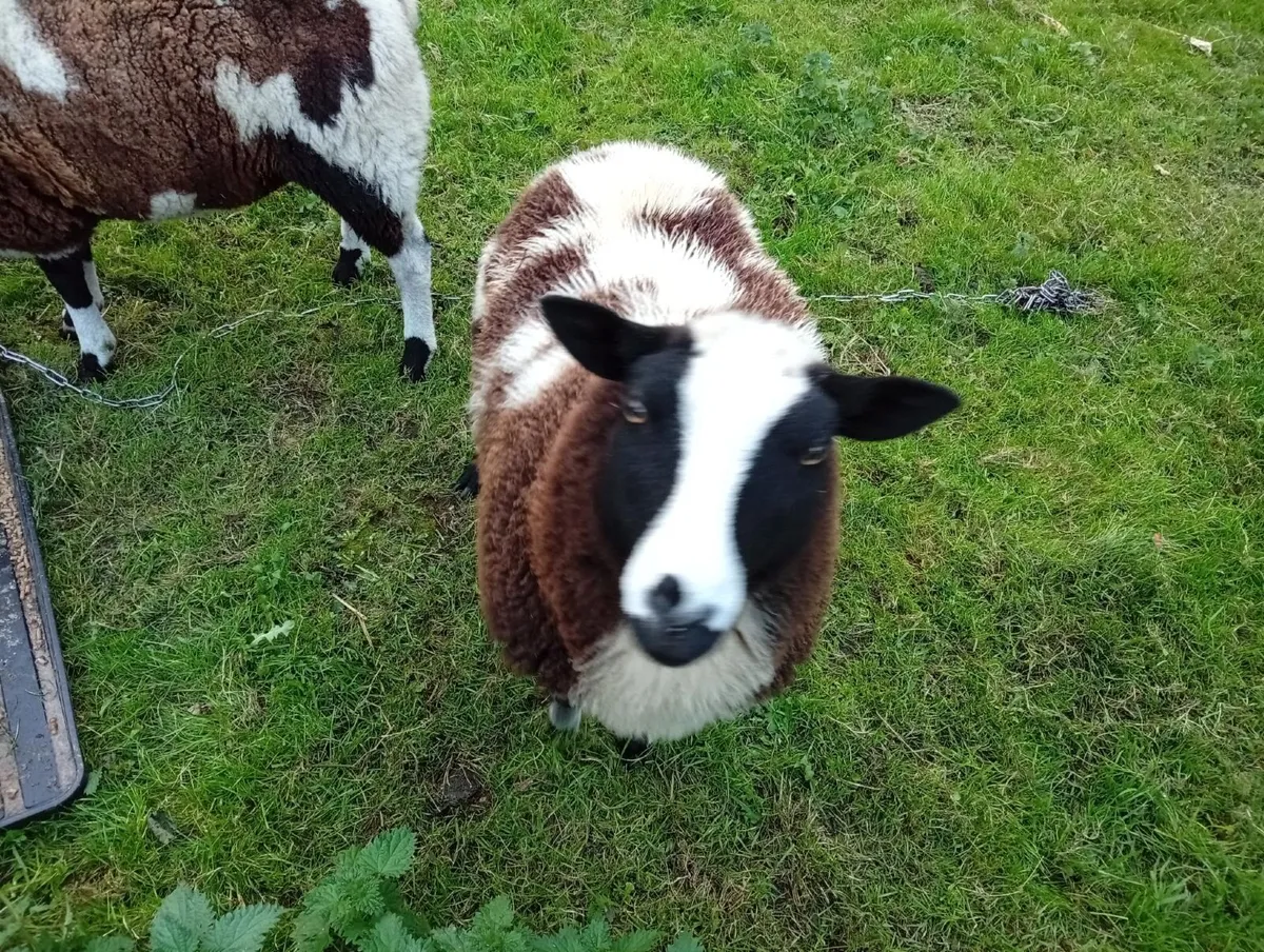 Sheep - Image 3