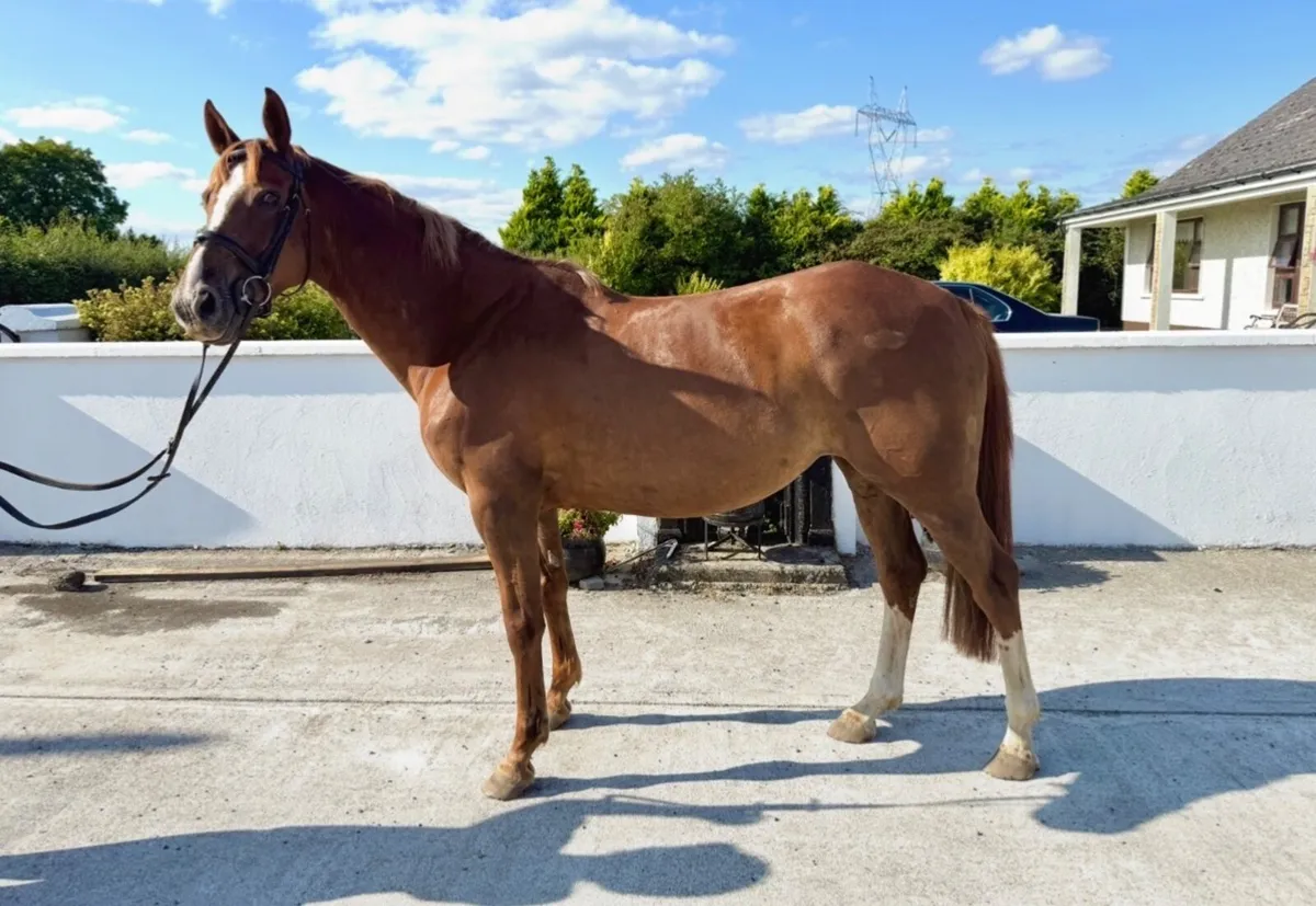 Lot 98 Goresbridge - 6yo Mare (Cougar X Chillout) - Image 3