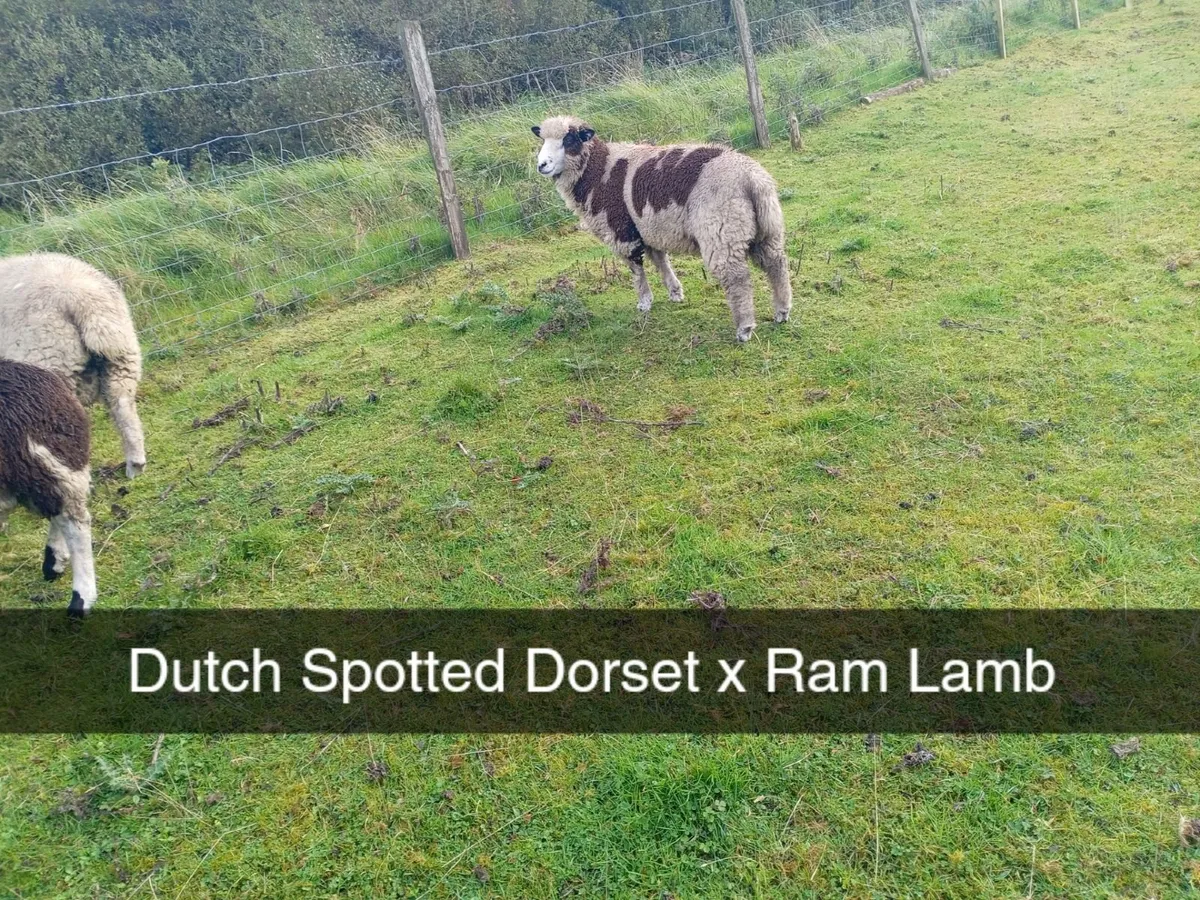 Sheep - Image 1