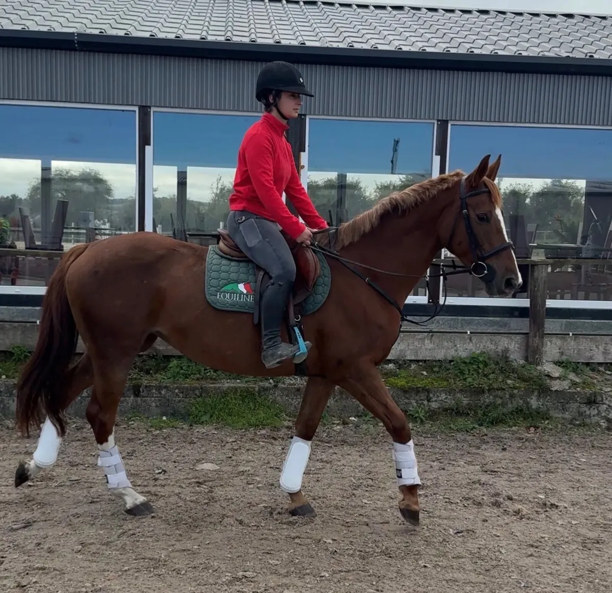 Lot 98 Goresbridge - 6yo Mare (Cougar X Chillout) - Image 4