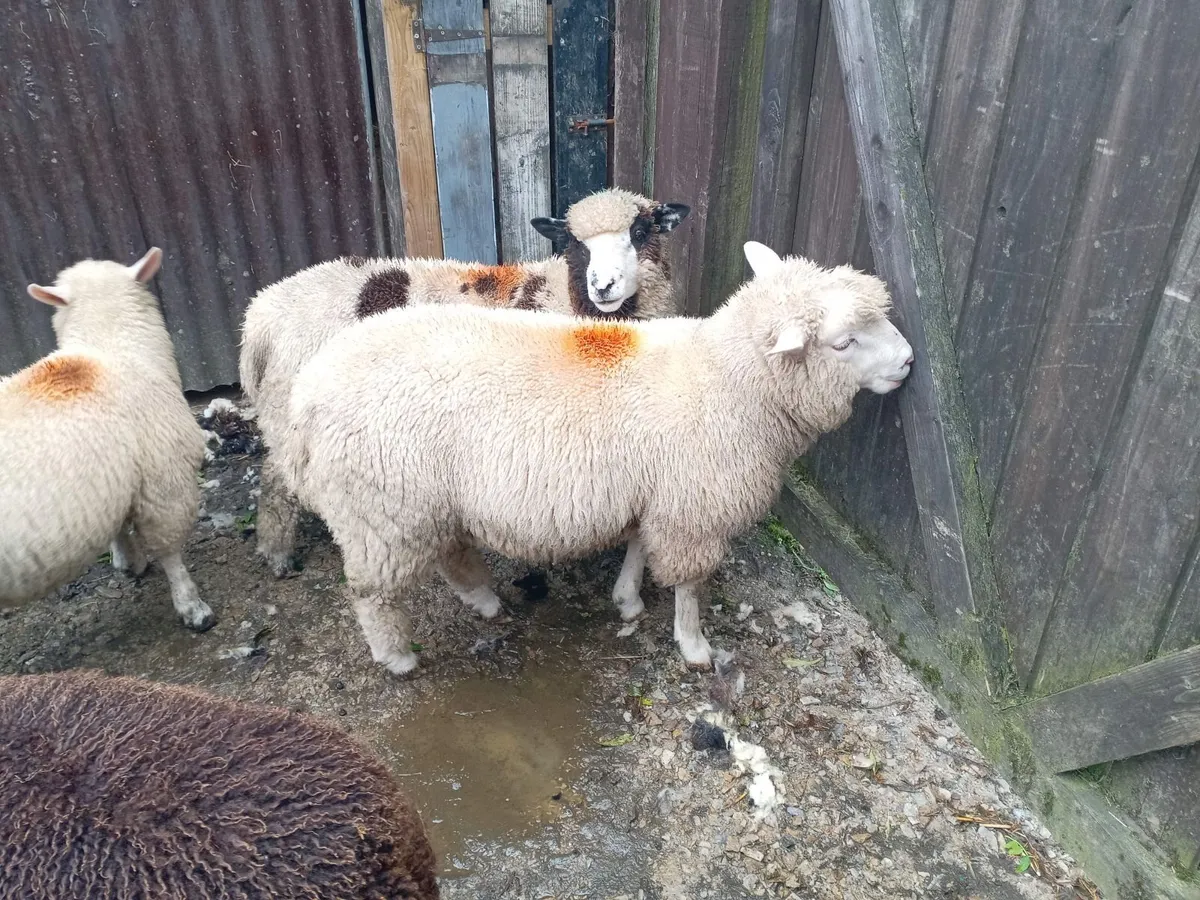Sheep - Image 2