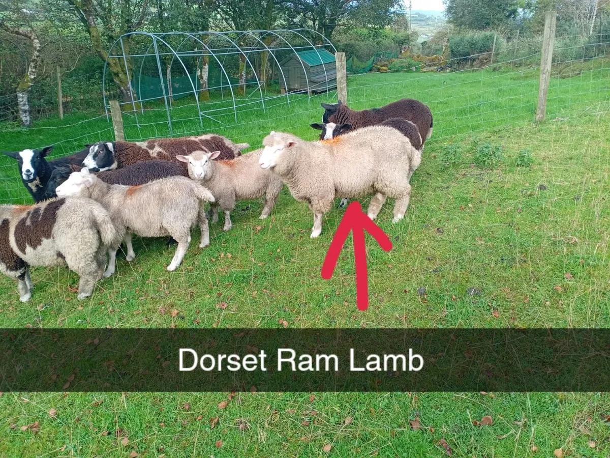 Sheep - Image 3