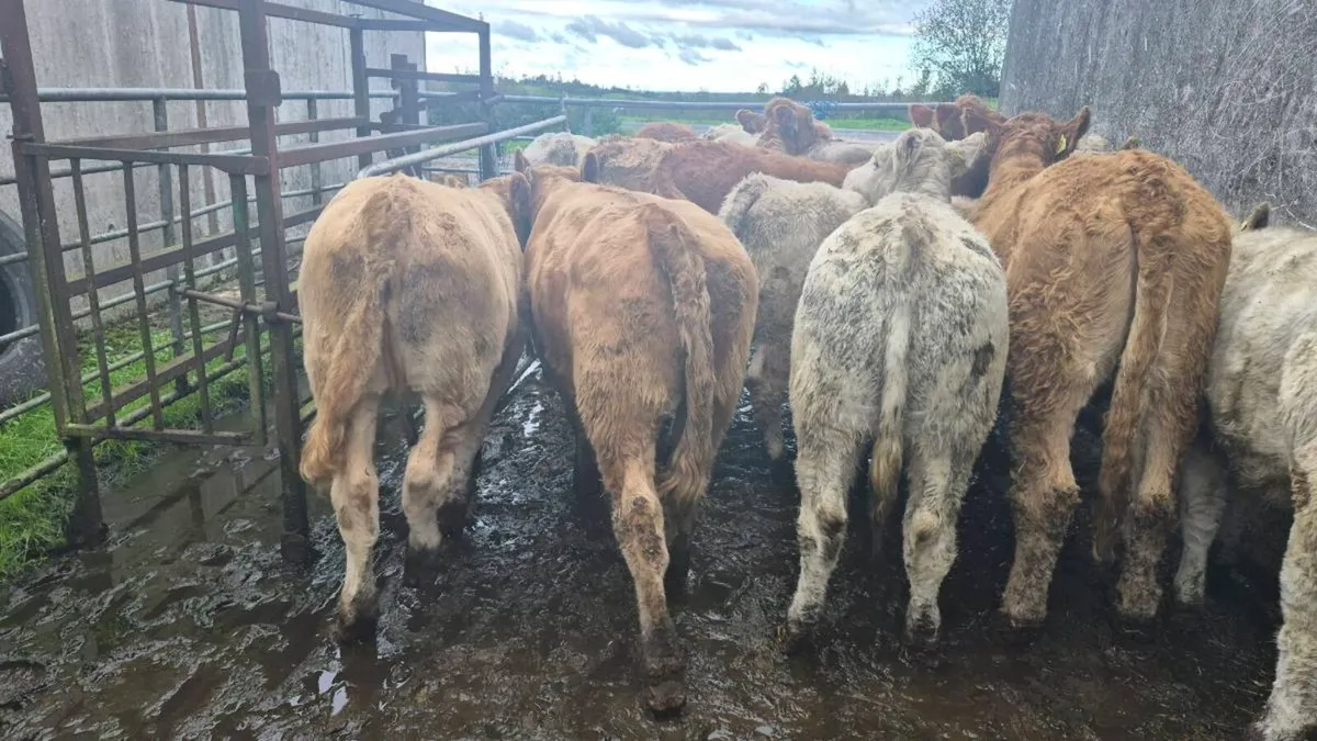 16  heifers just cuming off clear test - Image 4