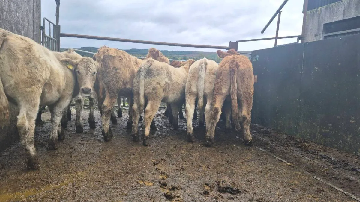 16  heifers just cuming off clear test - Image 1