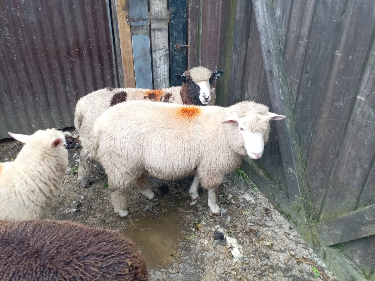 Sheep - Image 4