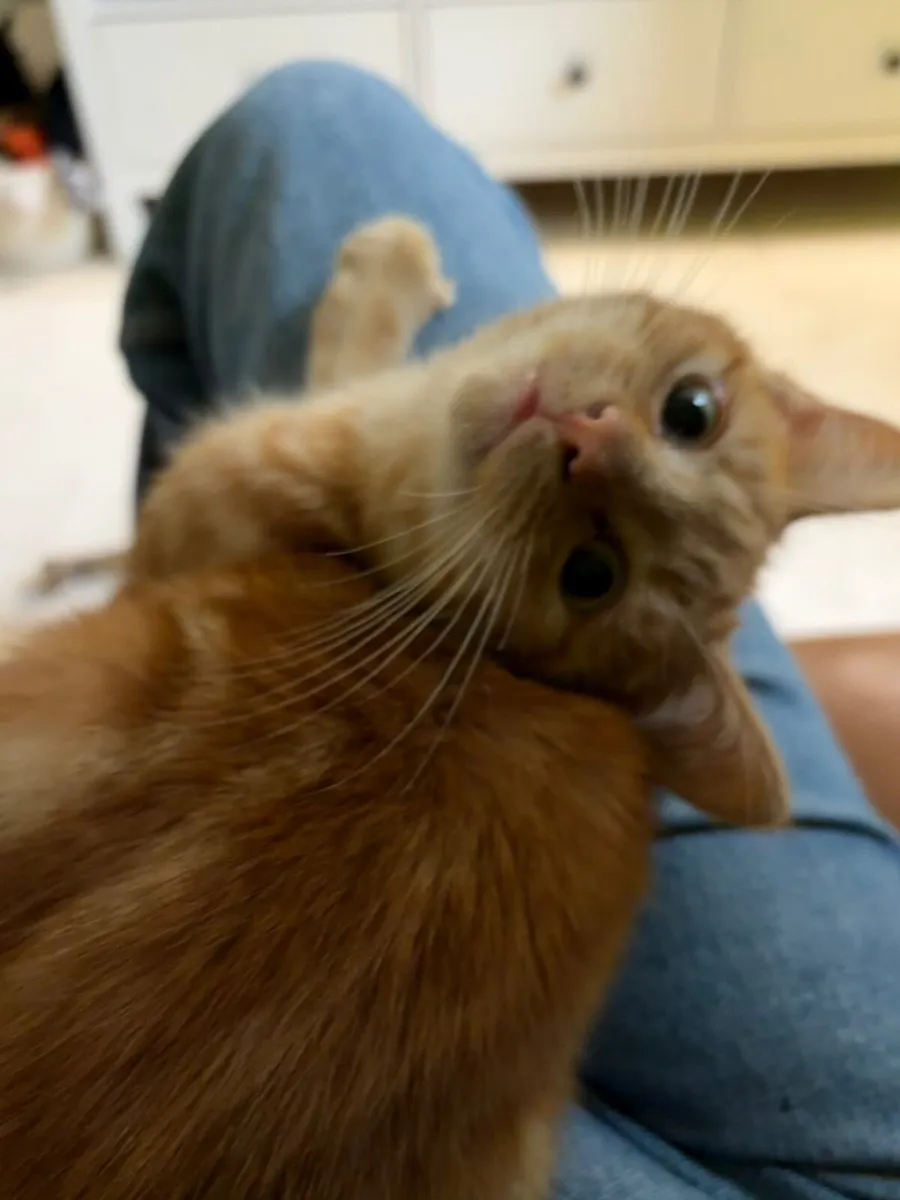 Adorable ginger Kitten for sale - Image 2