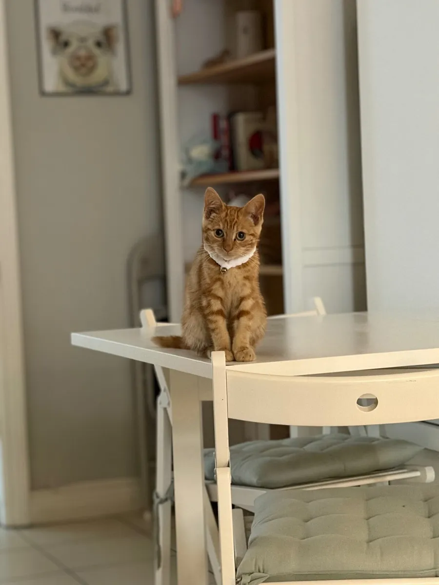 Adorable ginger Kitten for sale - Image 3