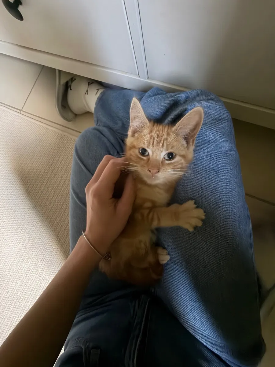 Adorable ginger Kitten for sale - Image 4