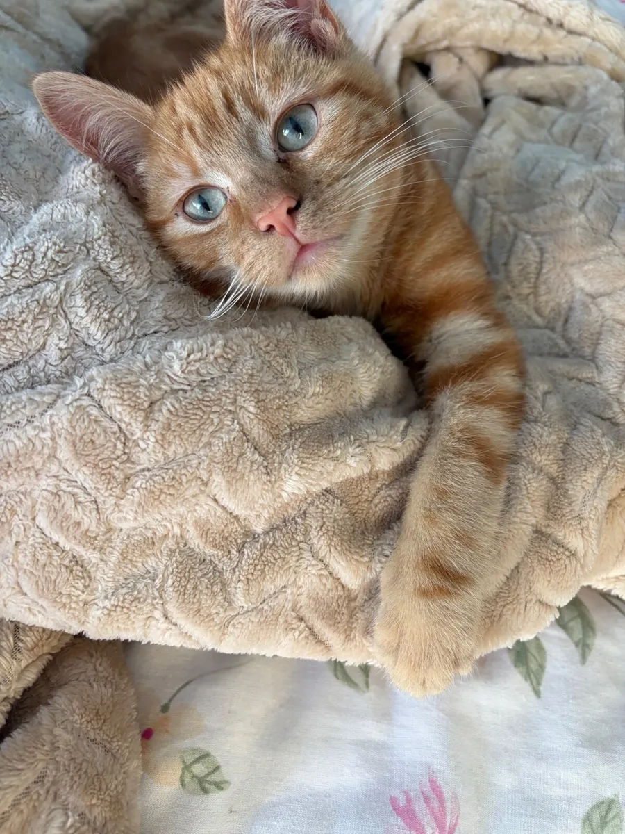Adorable ginger Kitten for sale - Image 1