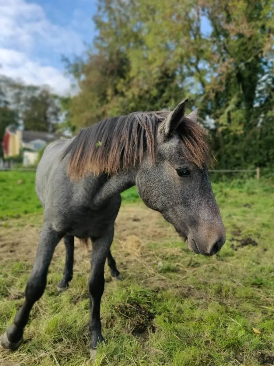 Rising 2 yr old connemara gelding - Image 1
