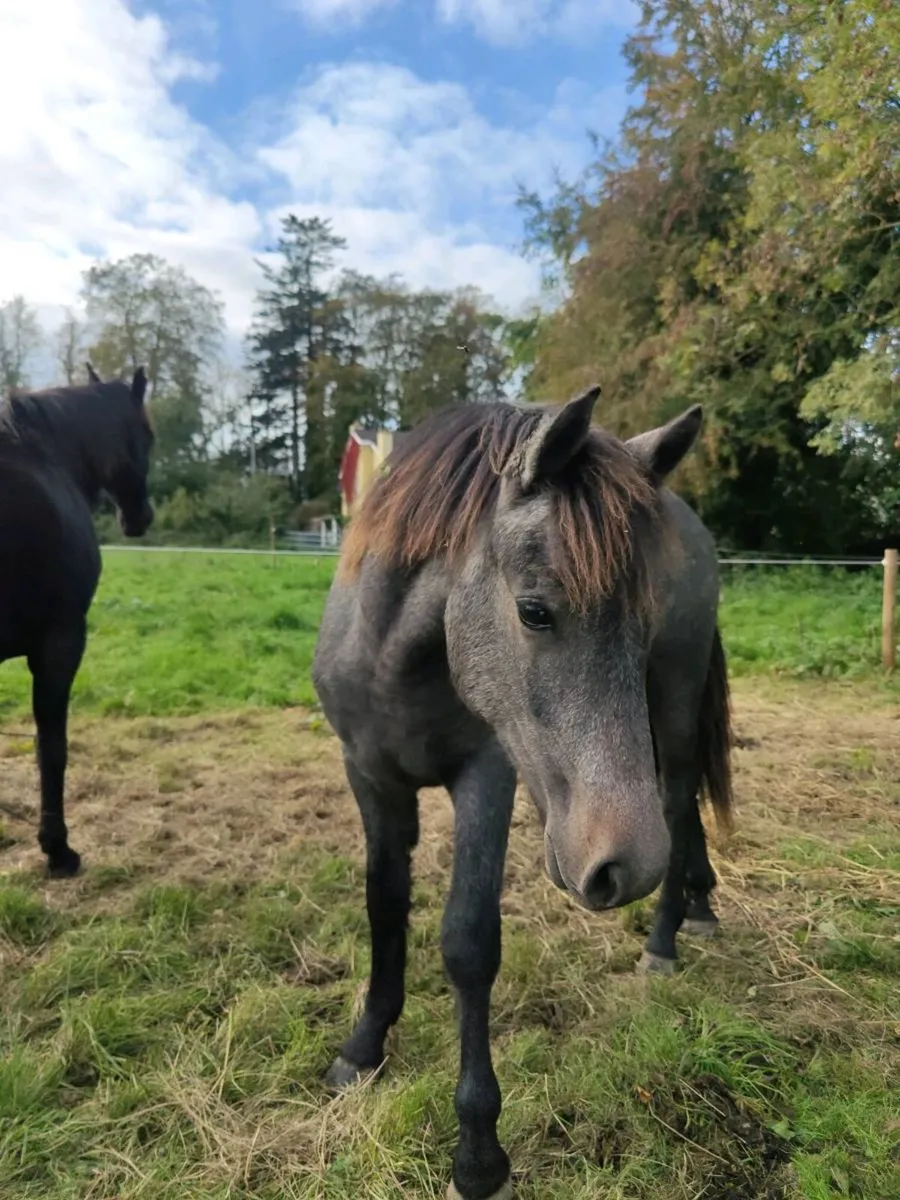 Rising 2 yr old connemara gelding - Image 2