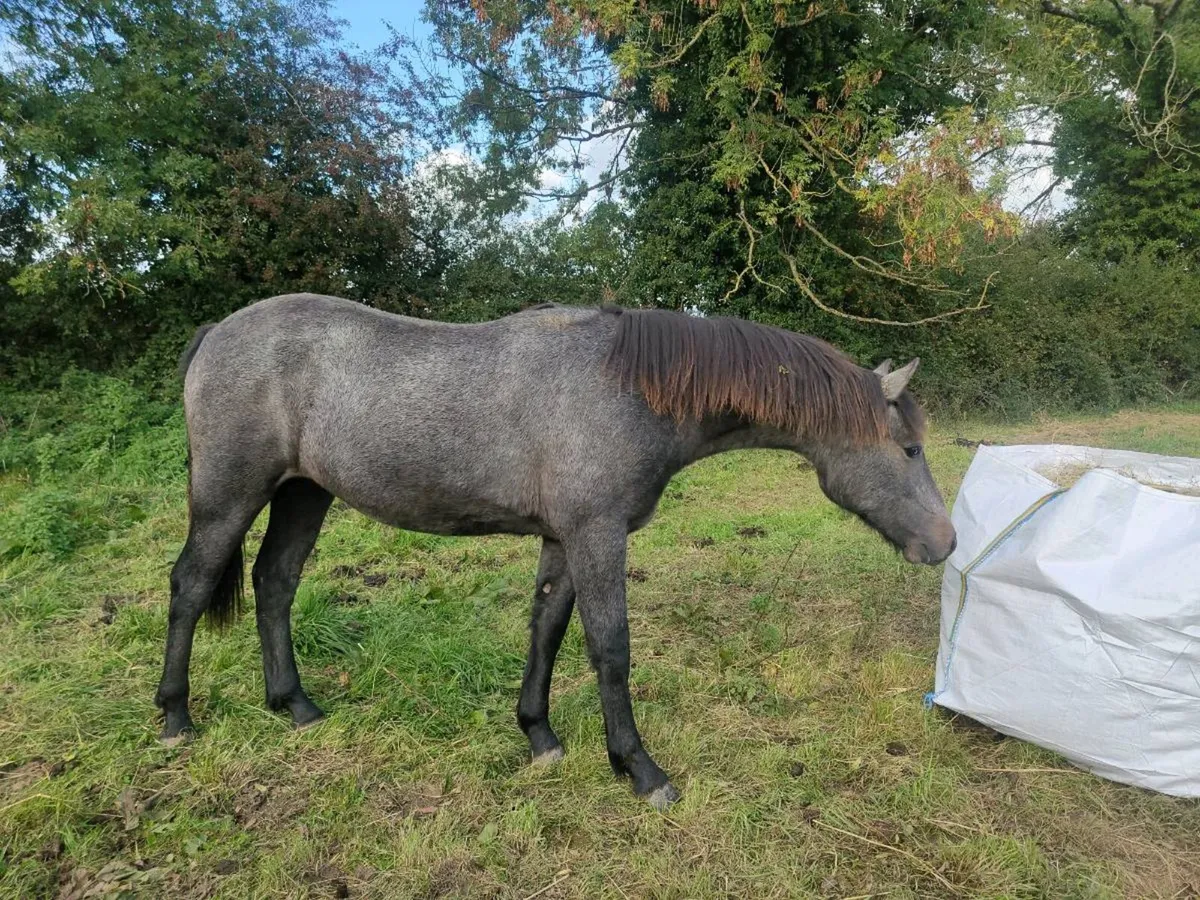 Rising 2 yr old connemara gelding - Image 3