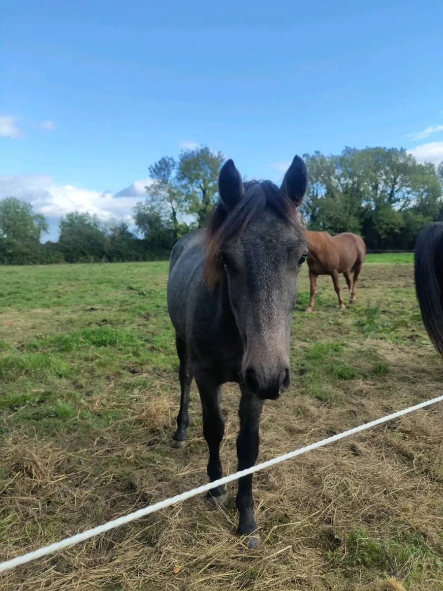 Rising 2 yr old connemara gelding - Image 4