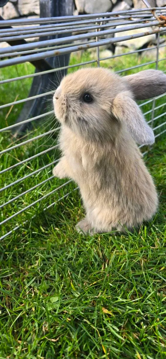 Miniature Lop Rabbits - Image 2
